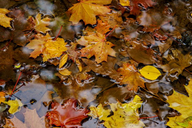 istock Yellow autumn maple leaves rotting in a rain puddle. 940884308
