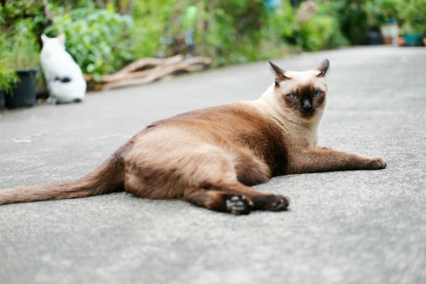 istock Siamese cat is lying on the concrete floor in the park. 940885000