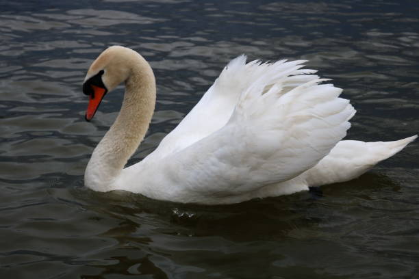 istock Beautiful White Swans Floating On The Water 940885348
