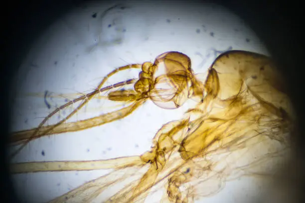 Mosquito-Female W.M. under microscopy