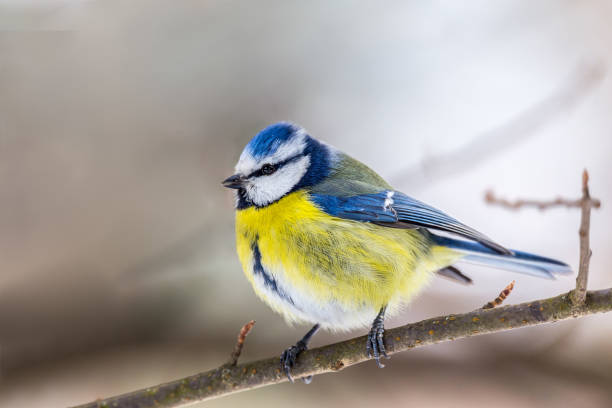 istock Blue tit portrait in extreme detail with copy space 940889400