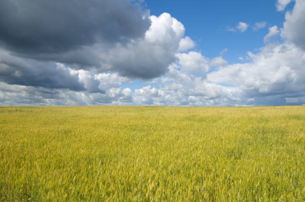 istock Summer landscape with field of grain and blue sky with clouds 940891646