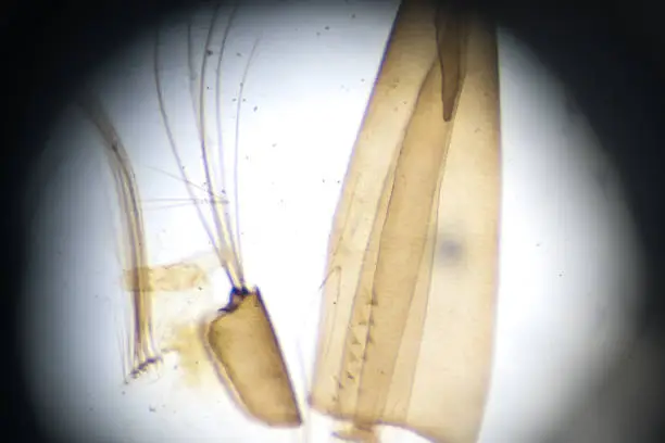 Mosquito larva W.M. under microscopy