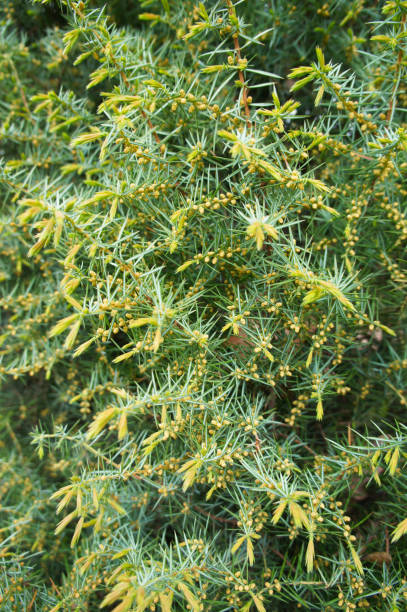 istock Green branches of juniper with yellow berry 940892180
