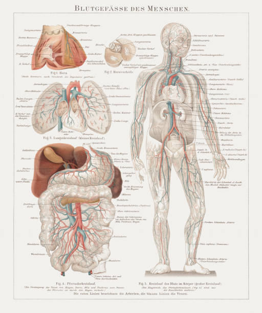 illustrations, cliparts, dessins animés et icônes de les vaisseaux sanguins de l’humain avec les organes internes, publiés 1897 - engraved image engraving liver drawing