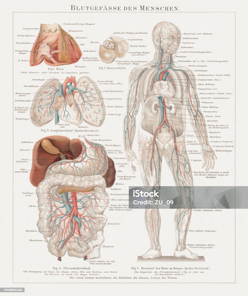 Blood vessels of the human with inner organs, published 1897 Blood vessels of the human with inner organs: 1) Heart; 2) Heart atria, 3) Pulmonary circulation; 4) Portal circulation, 5) Blood circulation of the entire body. Lithograph, published in 1897. Germany stock illustration