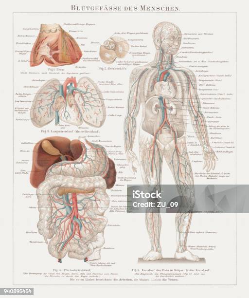 Blood Vessels Of The Human With Inner Organs Published 1897 Stock Illustration - Download Image Now