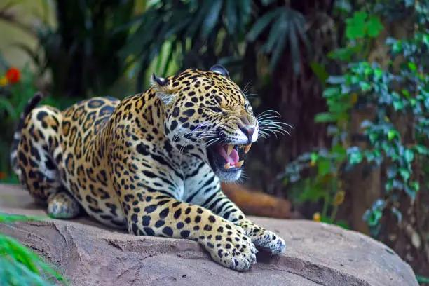 Photo of Leopard Roaring