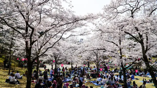 many people get out and gather together to have the traditional HANAMA under cherry trees