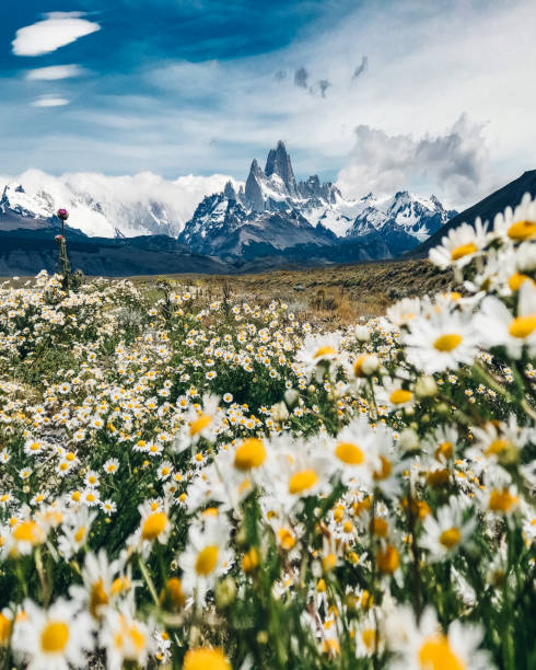 el chalten mountain with daisy el chalten mountain with daisy patagonia chile photos stock pictures, royalty-free photos & images