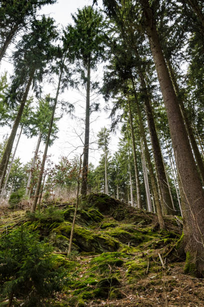 istock Green mossy rocks and roots in a pine forest 940902230
