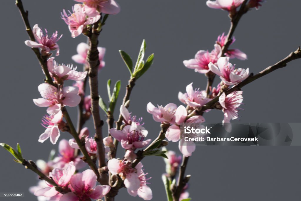 pink blooming flowers of nectarine tree in springtime in selective color, graphic design creative background Art Stock Photo