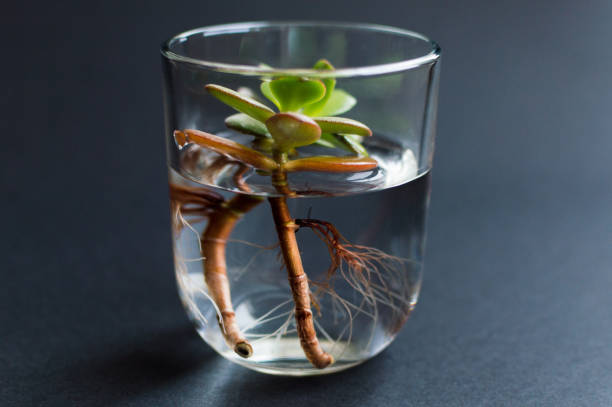 istock Jar with the smnall plant 940910420