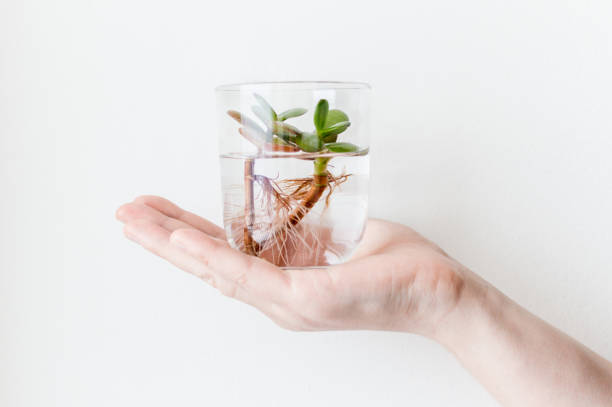 Hand holding plant in the glass Glass jar with small green succulent plant on the hand palm. Concept of ecology, treatment, care, healthcare, environment, nature protection, Earth day. crassula stock pictures, royalty-free photos & images