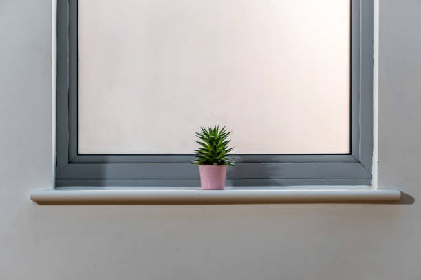 istock Cactus in flower pot in a bright window 940910878