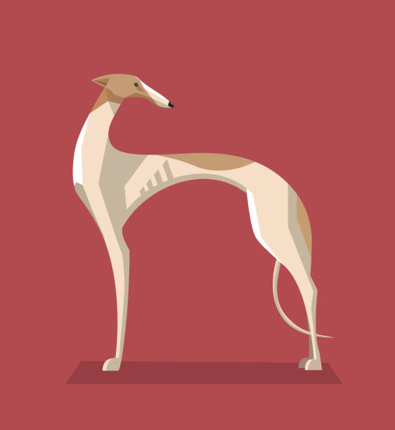 greyhound minimalistischen bild hund - windhund stock-grafiken, -clipart, -cartoons und -symbole