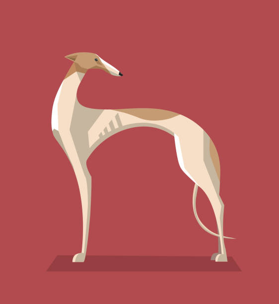 ilustraciones, imágenes clip art, dibujos animados e iconos de stock de imagen minimalista de perro greyhound - galgo inglés