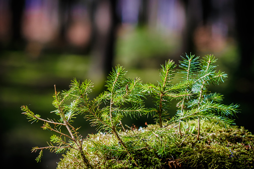 Very young pine branches growing from an old, mossy stump in the forest. Hope, birth, life, youth concept.