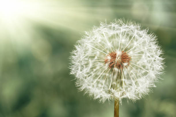 istock Dandelion flower closeup in spring, bright sunlight, Green grass background 940913962