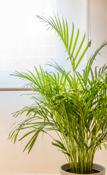 istock plants for interior design for the home 940914236