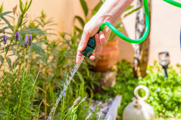 istock woman's hands watering the garden 940914772