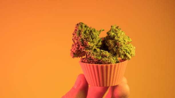 istock How To Grow Huge Marijuana Buds.   Marijuana Buds Harvest 940915130