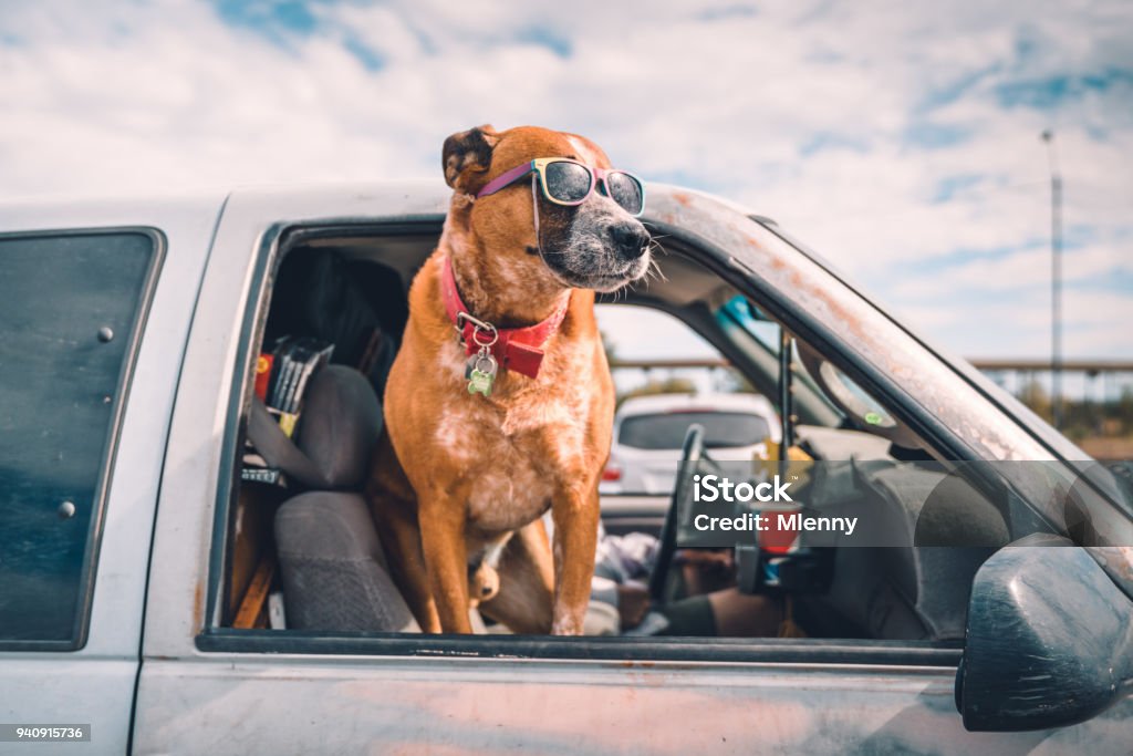 Cool dog with sunglasses enjoying pick-up ride on american highway Cool dog wearing colorful sunglasses looking out of pick-up truck window on highway parking, enjoying the ride on american highway. Dog Stock Photo