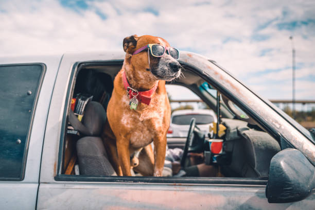 Cool dog with sunglasses enjoying pick-up ride on american highway Cool dog wearing colorful sunglasses looking out of pick-up truck window on highway parking, enjoying the ride on american highway. pick up truck photos stock pictures, royalty-free photos & images