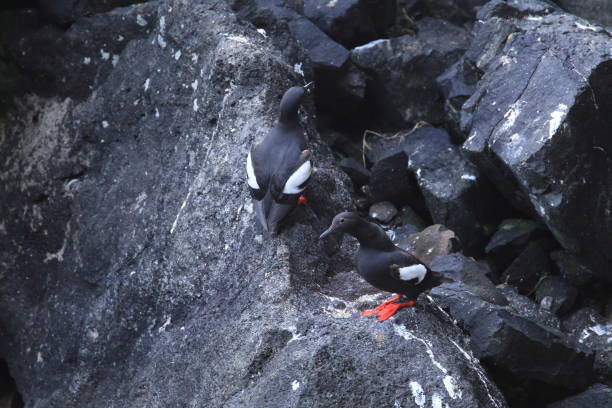 istock Pigeon Guillemot , Oregon Coast USA 940920172