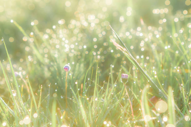 Summer grass field with flowers, abstract background concept, soft focus, bokeh, warm tones.