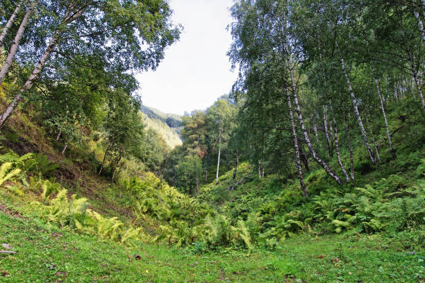 arbustos de helecho silvestre crece en las montañas de altai - bracken starch fotografías e imágenes de stock