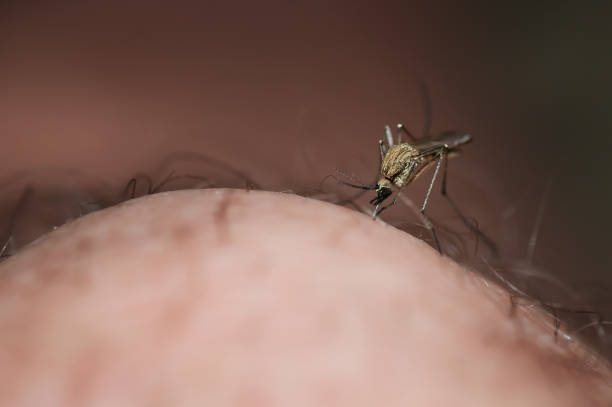 istock Mosquito on a human knee sucking blood 940926670