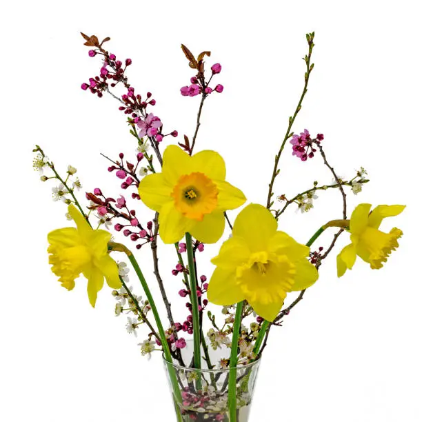 Photo of Bouquet of yellow daffodils / Easter bells with Mirabell flowers in a vase optionally placed on white