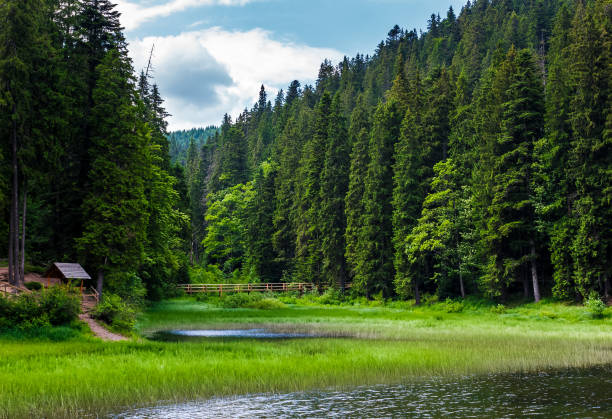istock beautiful spruce forest around the lake 940932442