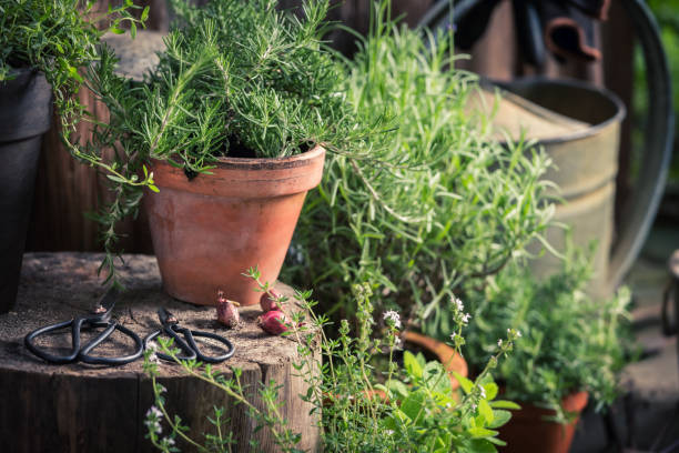 istock Green and fresh herbs in summer garden 940932950