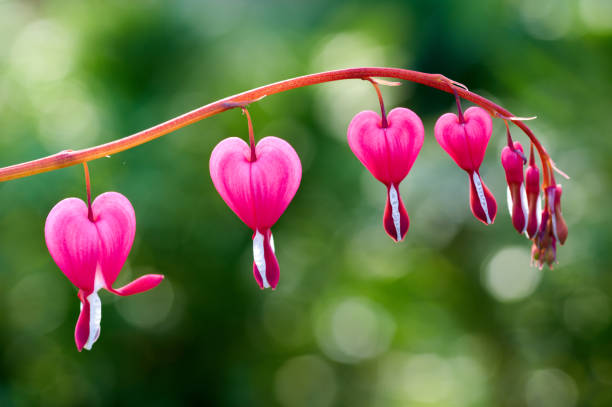 Pretty pink bleeding heart flowers string out on a branch Close up of a cluster of bleeding hearts growing in the spring.Dicentra spectabilis in the garden flower outdoors day loving stock pictures, royalty-free photos & images