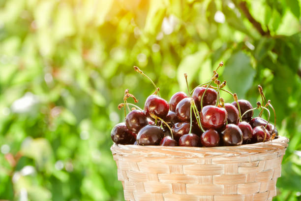 istock Basket with ripe cherries on a background of greenery, sunlight. Close up 940934040