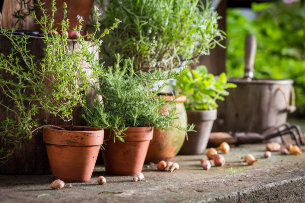 istock Green and healthy herbs and stunning summer light 940934268