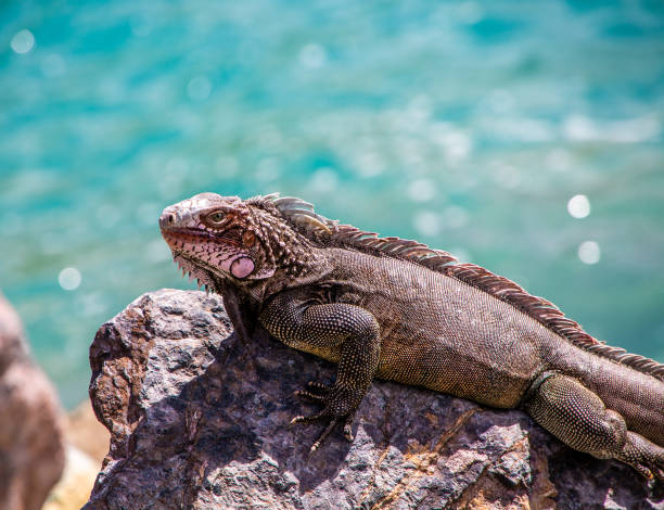 istock Iguana on Rock by Green Sea 940934320