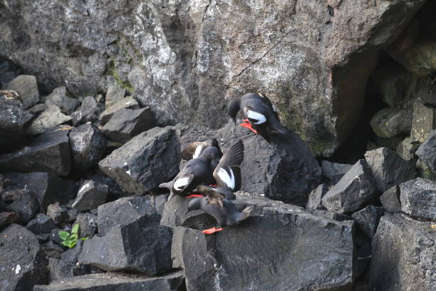 istock Pigeon Guillemot , Oregon Coast USA 940936880