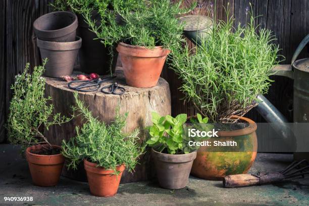 Fresh And Green Herbs In Rustic Garden Stock Photo - Download Image Now - Herb, Herbal Medicine, Vegetable Garden