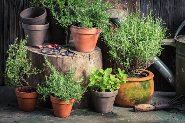 свежие и зеленые травы в деревенском саду - rosemary herb vegetable garden herbal medicine стоковые фото и изображения