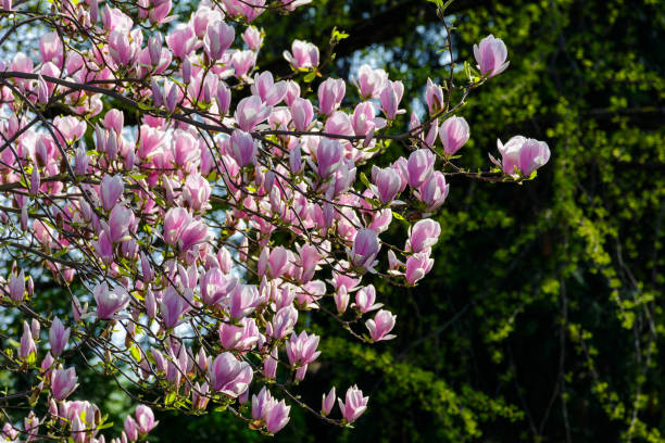 istock Magnolia flower blossom in spring 940936996