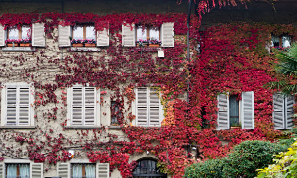 istock Rustic house with wooden windows covered with red leaves 940938140