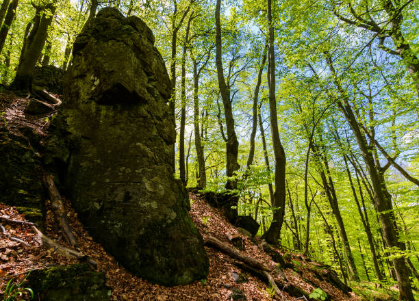 istock rocky formation among the green forest 940938242