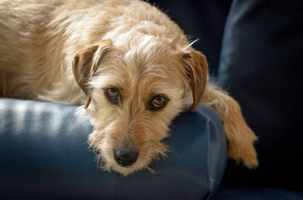 Jack russell terrier mix lies on the couch stock photo