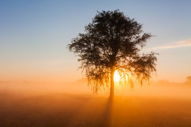istock Beautiful foggy spring dawn on a field with trees 940941078