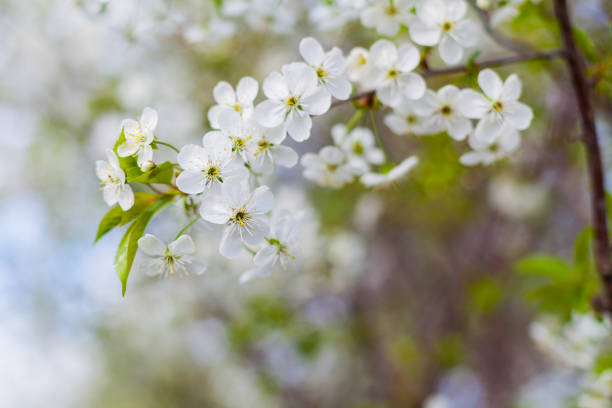 istock Flowers of the cherry blossoms on a spring day 940941732
