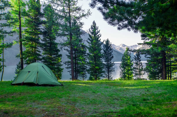 camping and tent under the pine forest - pine sunset night sunlight imagens e fotografias de stock