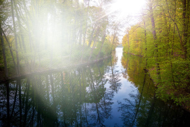 beautiful sunlight in spring during a forest walk at the lake side